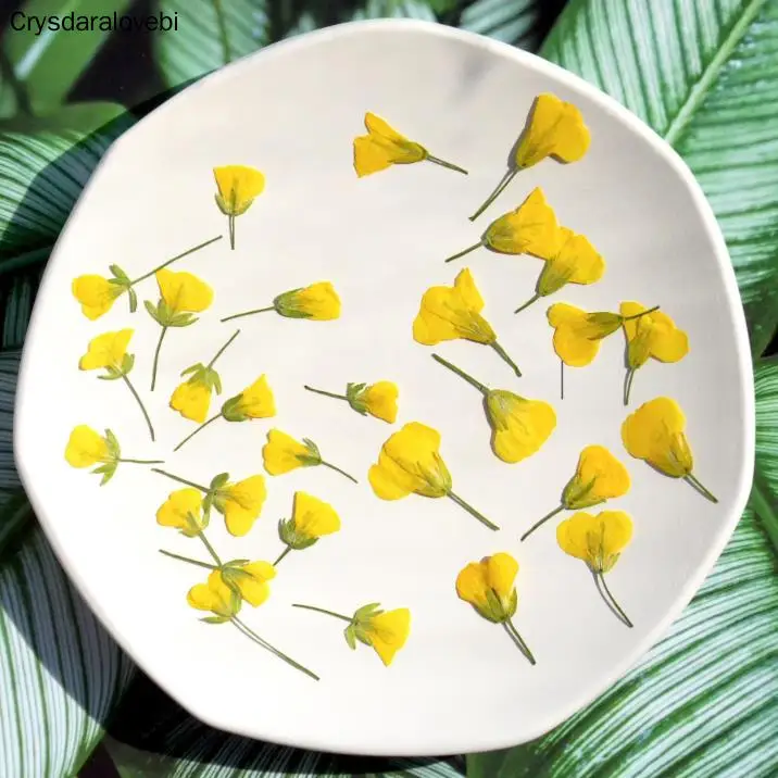 180pcs Side Pressed Dried Yellow Cole Flowers Plant Herbarium For Jewelry Photo Frame Phone Case Bookmark Scrapbook Postcard DIY