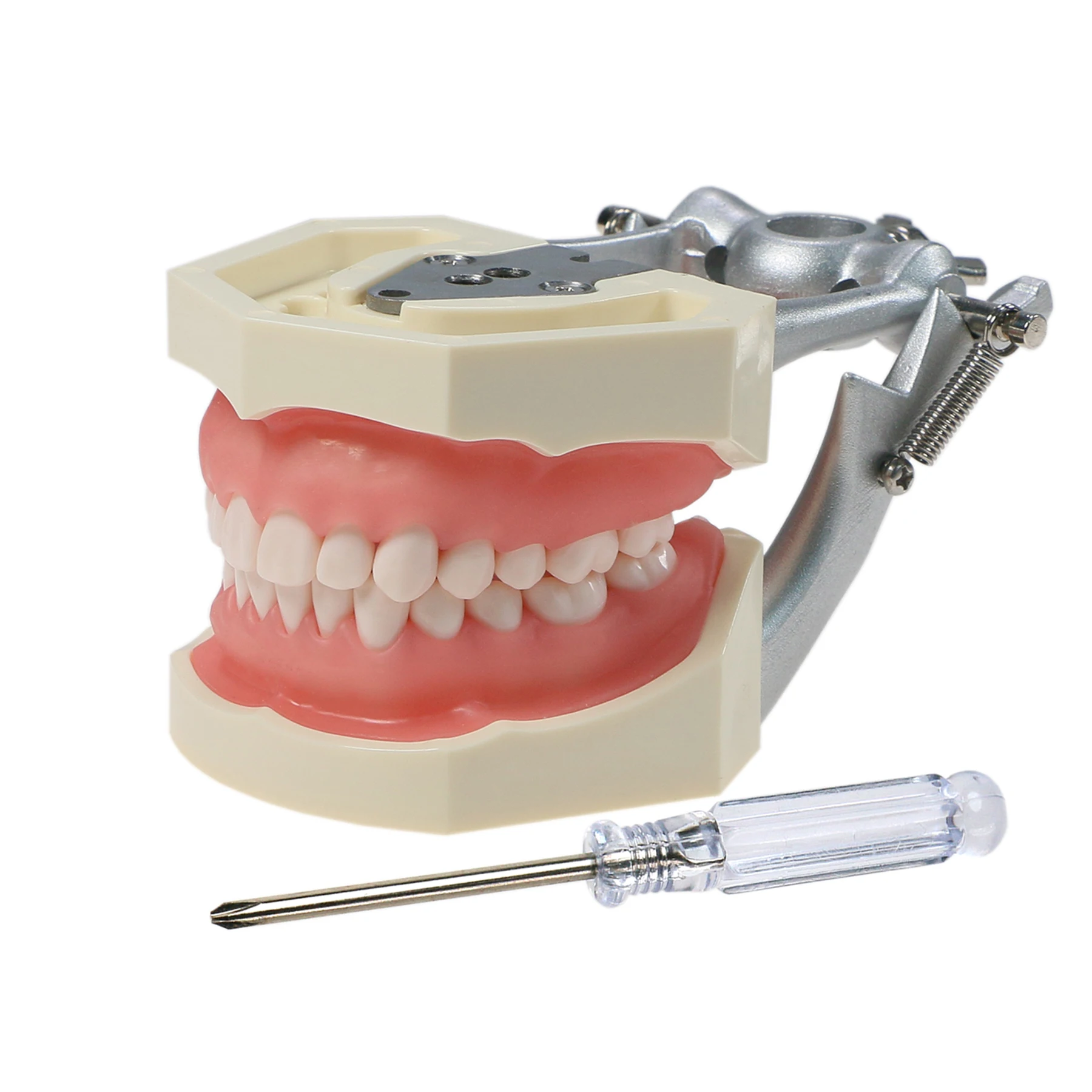 Dental Study Demonstration Teeth Model 200/500 Type Removable Screw-in Teeth M8011 M8012 M8024 M8025