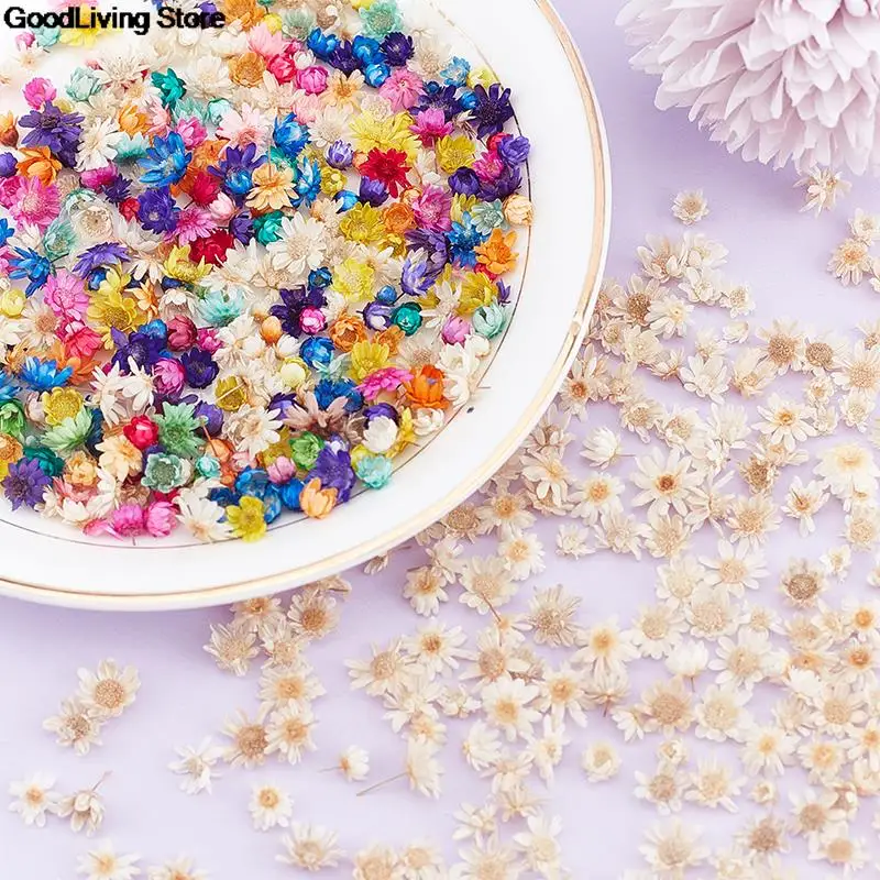 100/200PCS Real Dried Flowers Brazil Little Star Flower For DIY Art Craft Epoxy Resin Candle Making Jewellery