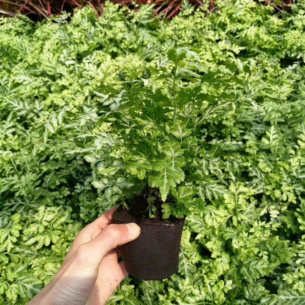 

20pcs Seedling Blocks Compressed Soilless Cultivation Medium For Garden Plant Nursery Starter Growing Kit Vegetables Flowers