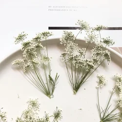5-7cm/12pcs,Snow Tiny Flowers with Branch,dried Flowers Embossing DIY Mobile Phone Shell,nail Beauty Photo Frame,fall Decoration