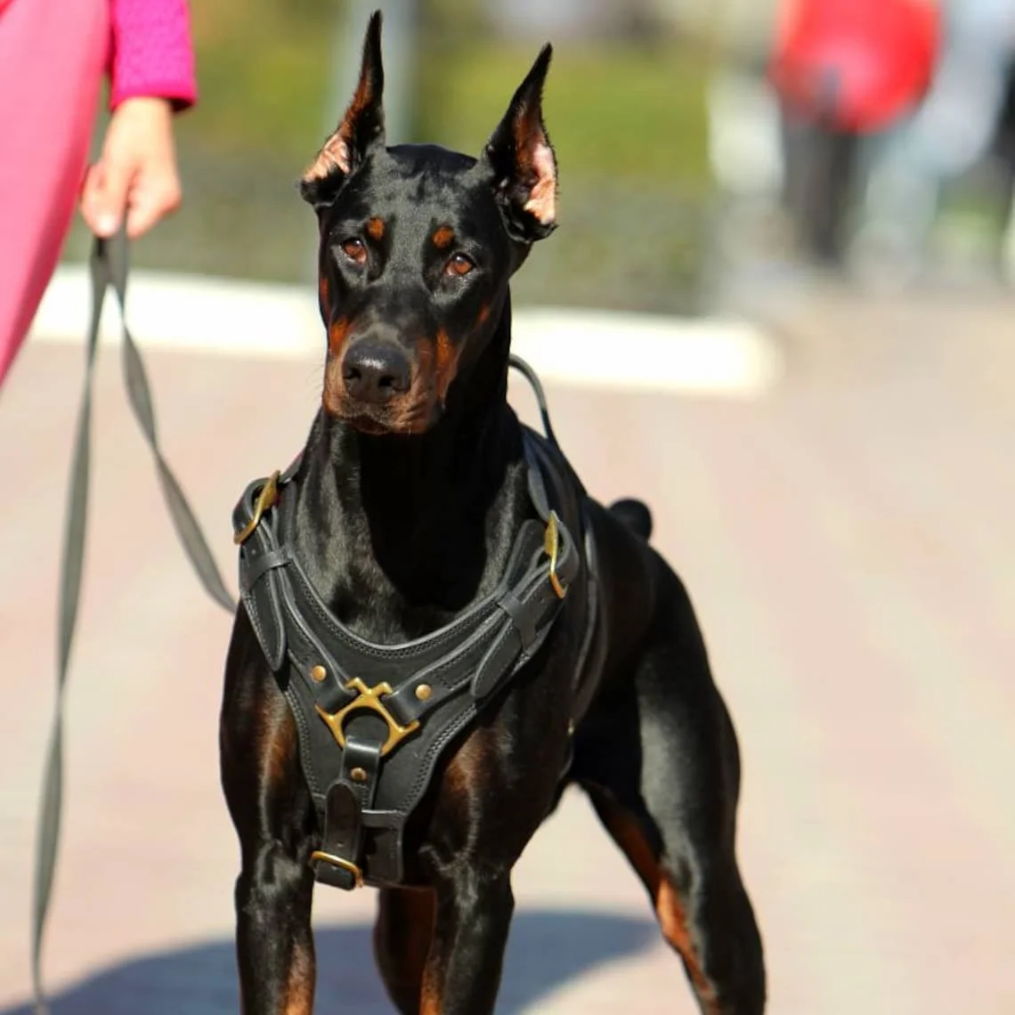 

Luxury Real Leather Dog Harness Vest For Large Big Dogs Adjustable Strap For German Shepherd Labrador Husky For Walking Training