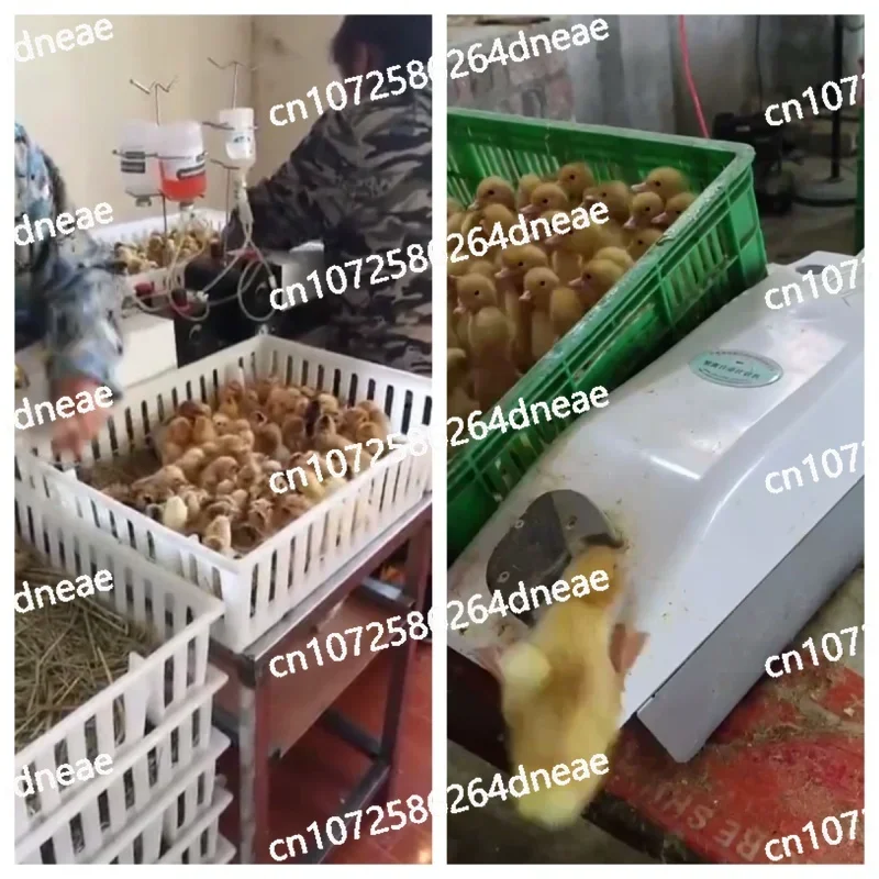 Continuous Chick  Continuous Poultry Automatic