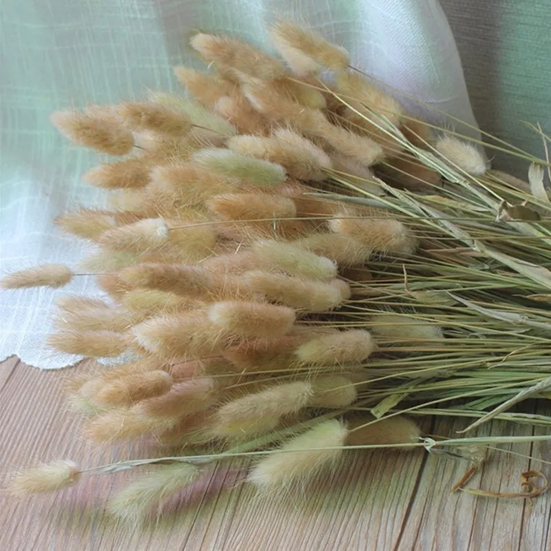 

Primary Color Rabbits Grass Natural Dried Bouquet About 50pcs/Lot For Vase Flower Arrangement, Home, Office Decoration,Gifts