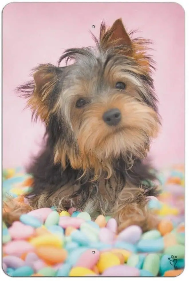 Pozino Vintage Metal Sign Yorkie Yorkshire Terrier Dog Candy Eggs Easter Cute Tin Sign Home Cafe Bedroom Wall Decoration Ea sign