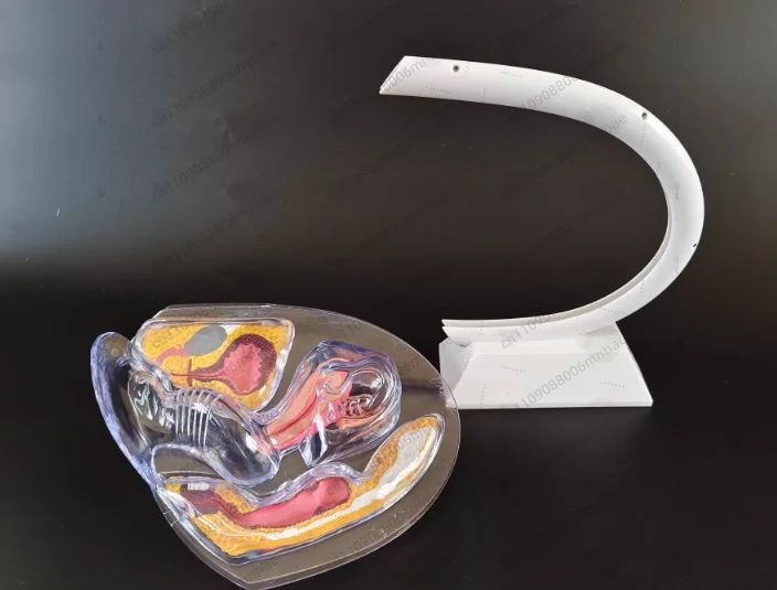 Factory Medical Science Educational Equipment Female Reproductive System Model Transparent Uterus Model Female Anatomical Model