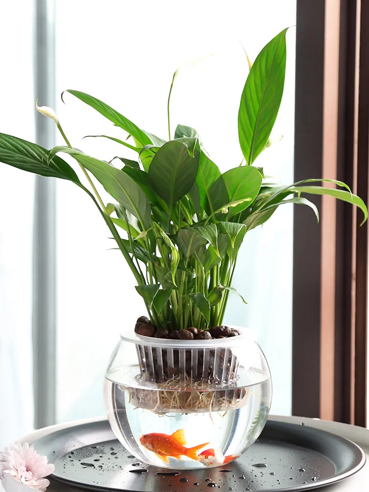 Hydroponic Glass Vase Glass Gr - Propagation Station Vase recension och pris