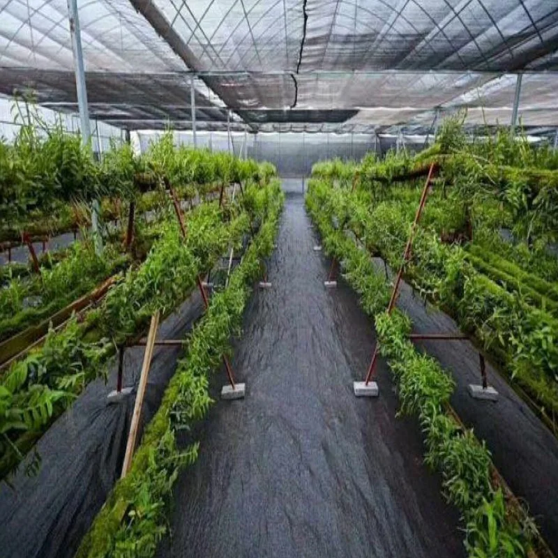 ผ้าคลุมดินป้องกันหญ้า ผ้ากันวัชพืช สำหรับปลูกพืชในสวน ไร่นา และโรงเรือน