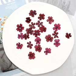 1-2cm/24pcs,Natural pressed Beauty Sakura flower,real flower petals DIY glue dropping mobile phone case manicure face decoration