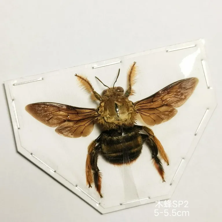 Real Insect Specimen Beetle Scarabaeidae Hornet Ants Student Observation Handicraft Collection Gift Home Decoration Taxidermy