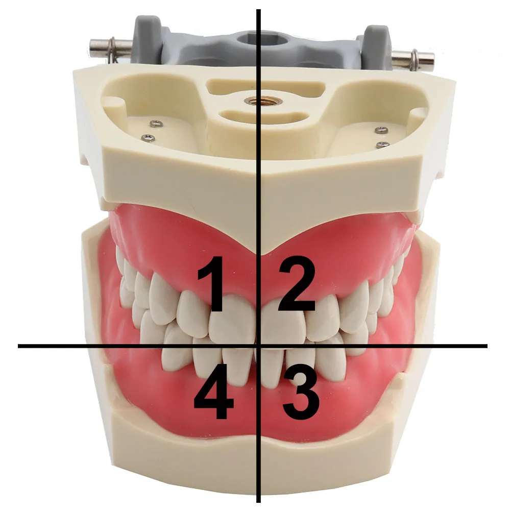 Dental Model Teeth Model ADC Type Dental Teaching Model Demonstration Tooth Model Removable 32 pcs Teeth Available