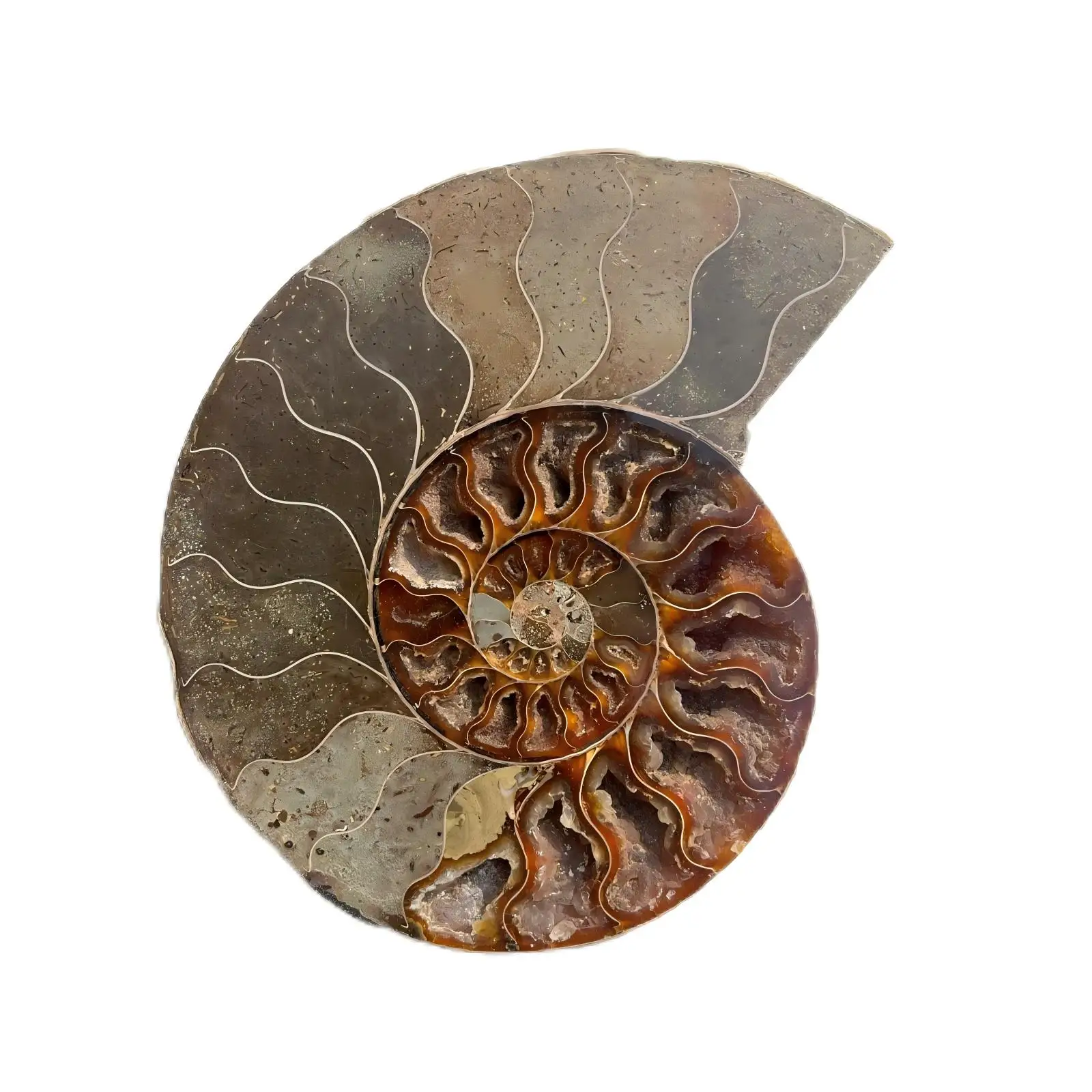 Natural Cut Ammonite Pair Matching Stone Specimen 16CM Home Decor Mineral Collection Spiritual Healing Crystal Gift