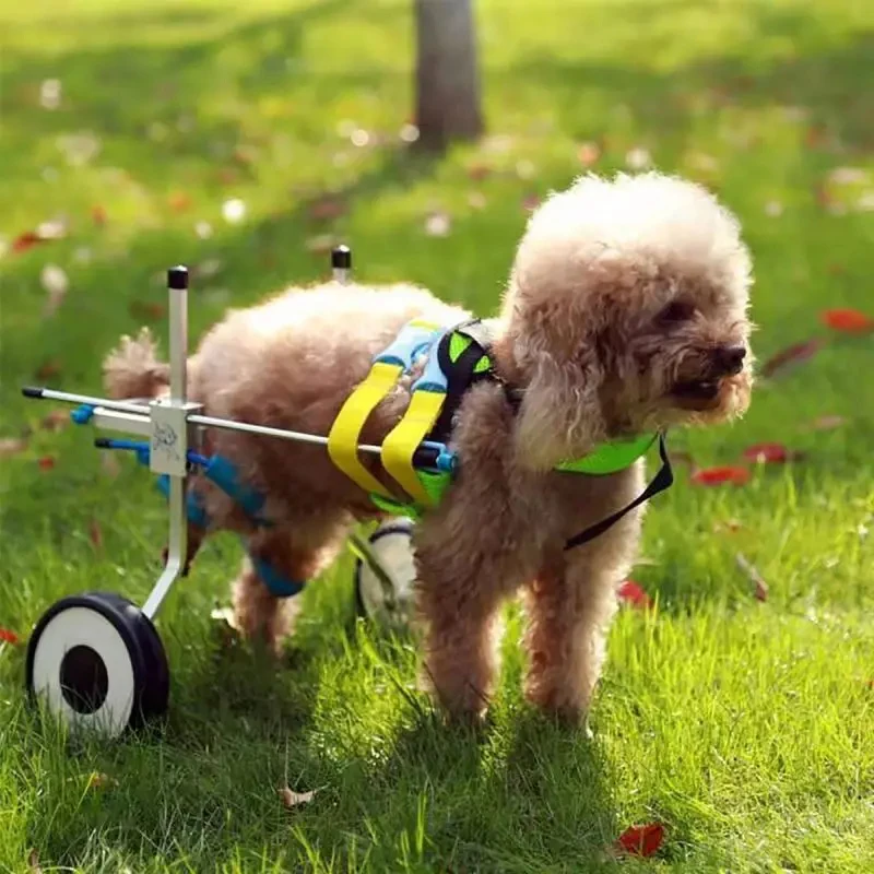 

(Sea shipping) Adjustable Dog Cart 2 Wheels Cha Handicapped Pet Dog Mobility Dog Wheelchair Walker