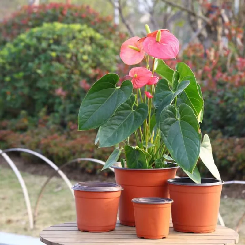 Thickened Two-Color Seedling Pots Succulent Flower Pots PP Material Plastic Cultivation Seeds Green Plant Maintenance Plant