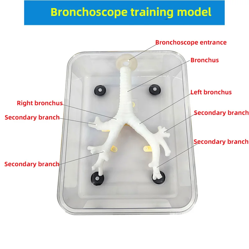 Bronchoscope Training Model Secondary Branch Bronchial Model Fiberoptic Bronchoscope Exercise Soft Silicone Material Reusable