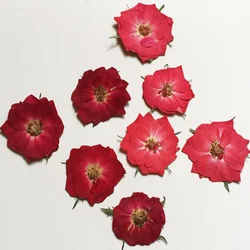 60pcs Pressed Dried Red/Dark Red Rose Flower For Jewelry Bookmark Phone Case Postcard Invitation Card Scrapbooking DIY