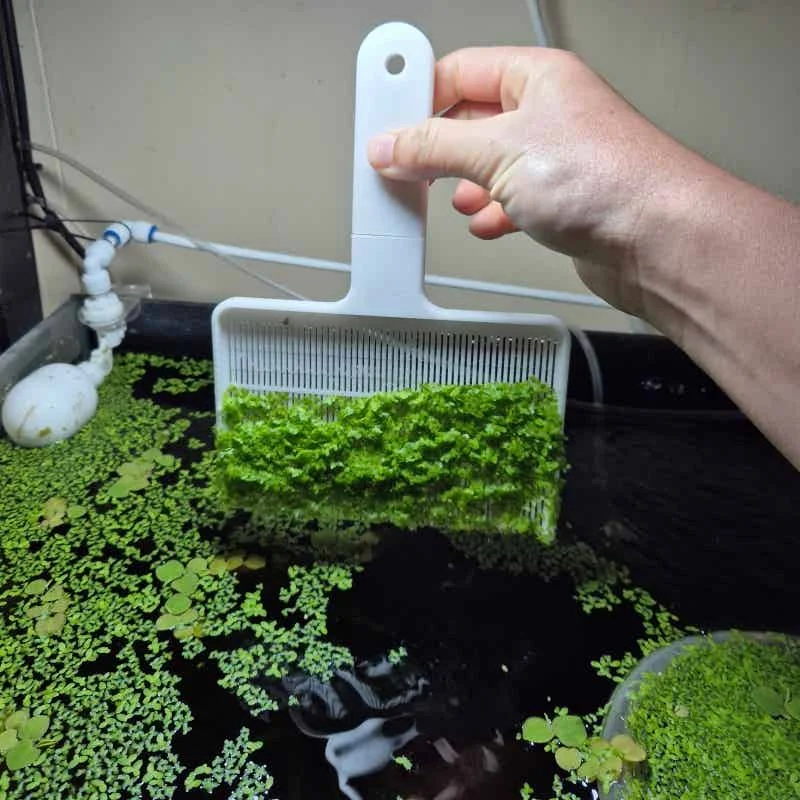 Aquarium-Wasserlinsen-Skimmer-Schaufel zur Reinigung und Entfernung von schwimmenden Pflanzen im Fischbecken – Detail 1