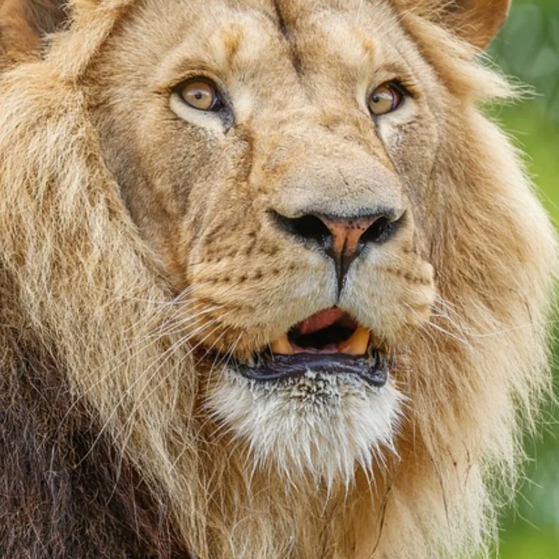 

SY1203 1:12 полномасштабный четырехколесный дрейфующий раллийный автомобиль с гироскопом, игрушечный гоночный подарок, детский радиоуправляемый автомобиль