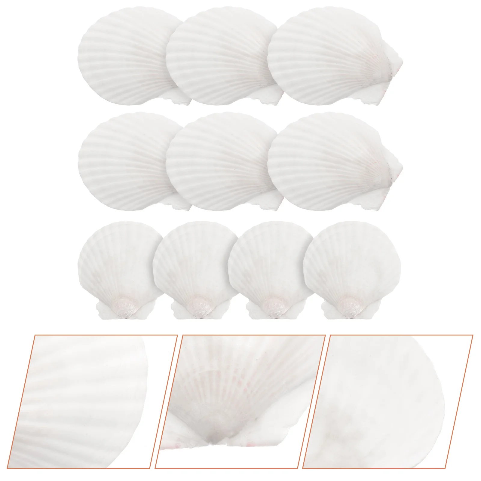 Decorative Crafting Shell White Scallops Natural Shell Beach Seashells Handicraft White Shell White Shell ??shells