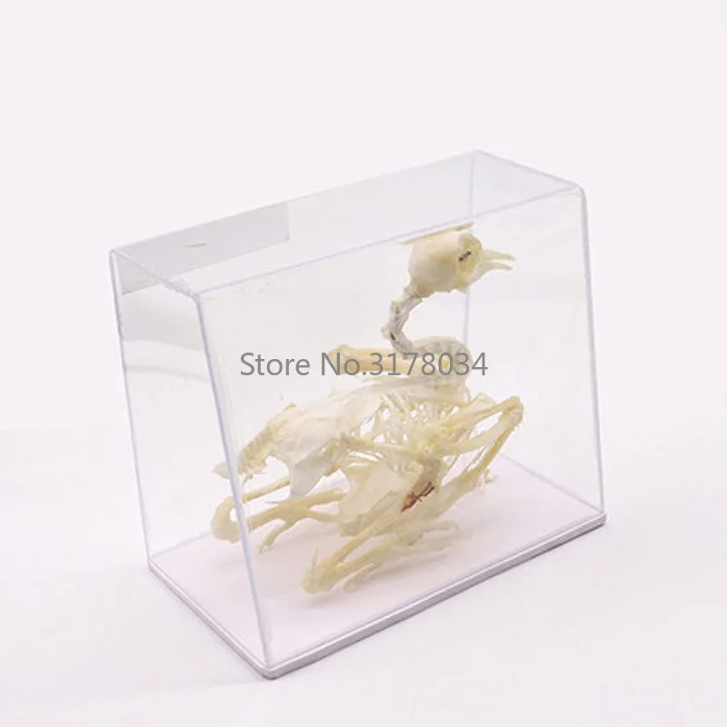 Animal Skeleton Model Pigeon Skeleton Specimen Art Bone Vet Medicine for Collectibles Props Medical Teaching Tool Toy