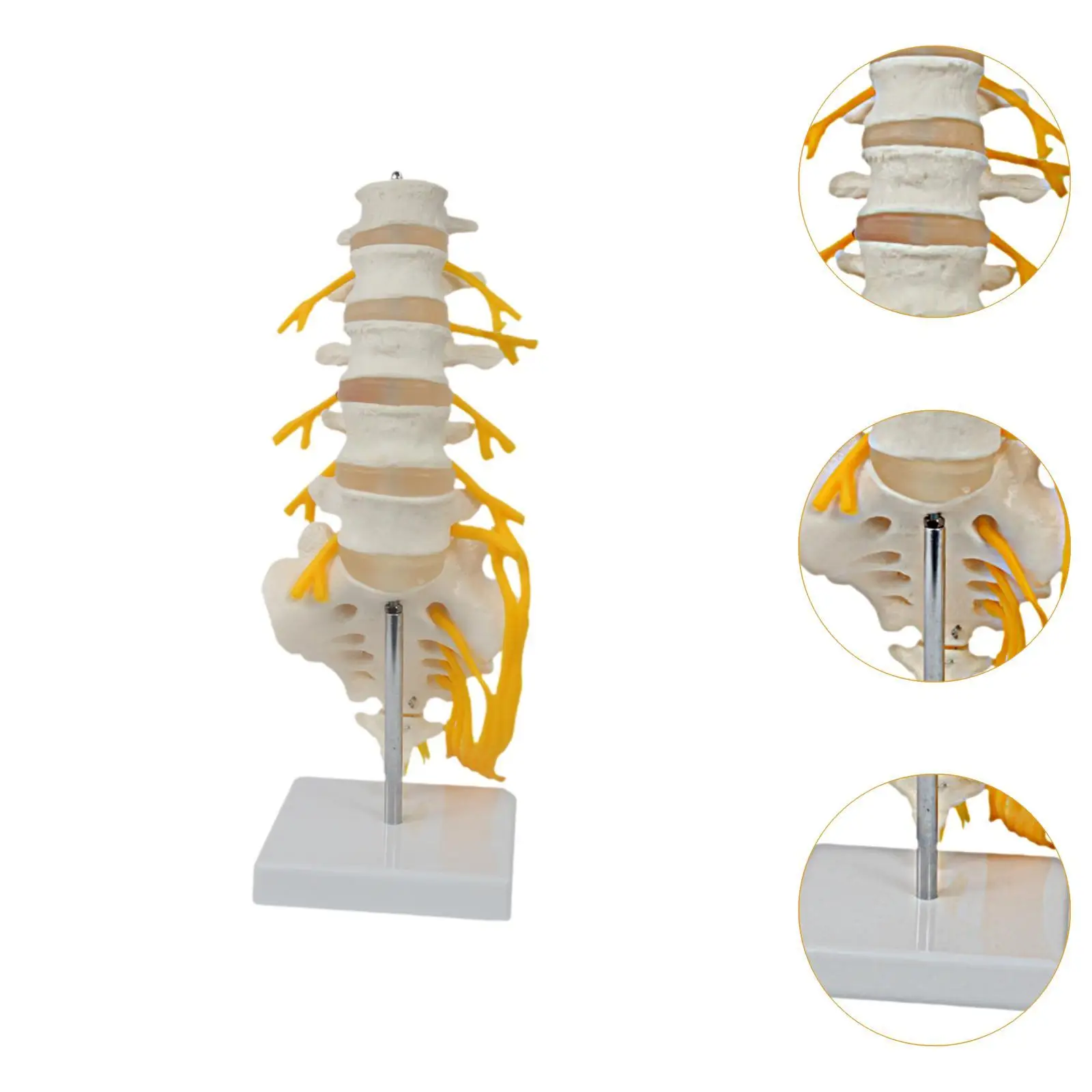 Spine Model Scientific Teaching Aid Detailed 31 cm Decoration Spine Display Stand for Lab Education Tool Science Study