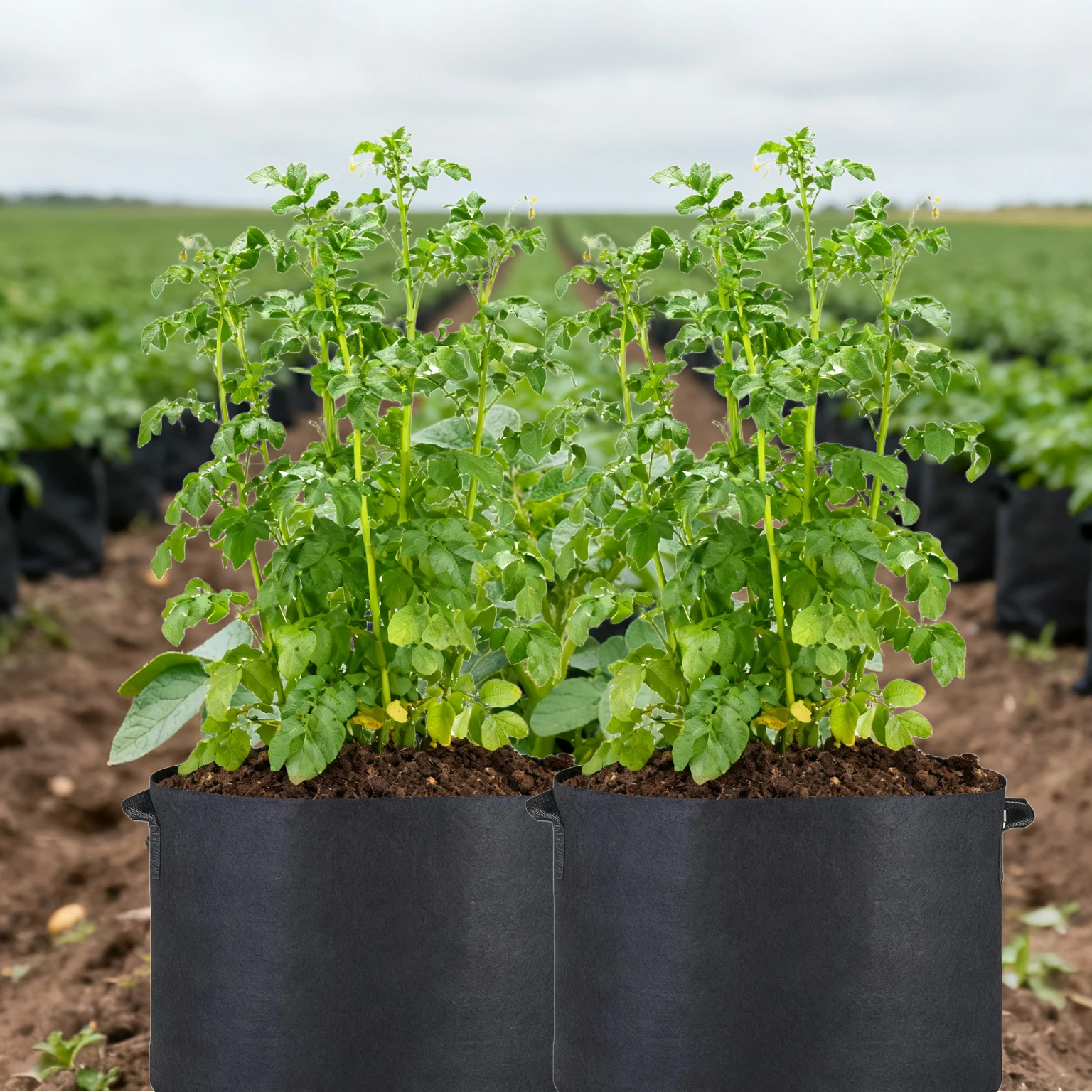 Non-Woven Fabric Grow Bags 3/5/7/15 Gallon, with Handles Plant Vegetable Pots for Potato Tomato,Aeration Fabric Pot for Flower
