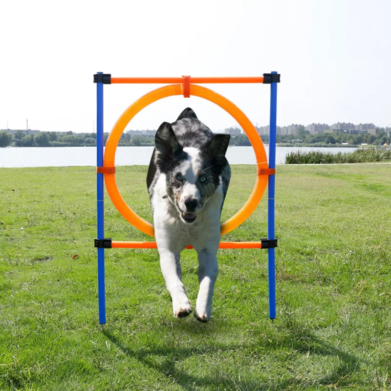 

Stylish Pet Training Equipment Dogs Incorporating Bounceable Agility Training Equipment for Fun Jumping and Cardio Exercises