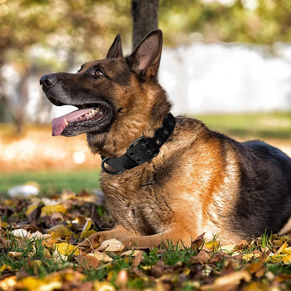 Verstellbares Militär-Hundehalsband mit Metall-D-Ring und Schnalle, Arbeitshundehalsband mit fünfstufiger Anpassung für mittelgroße und große Hunde – Detail 1