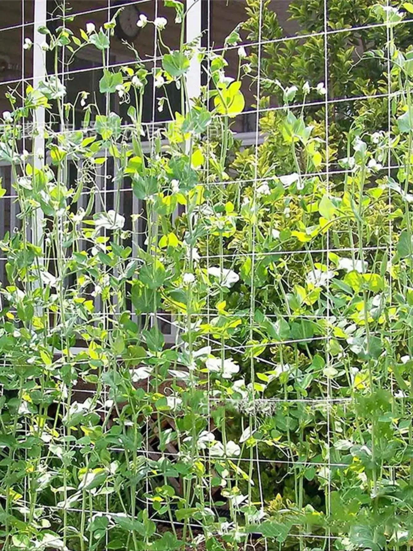 

1pc- Garden Creeper Grid