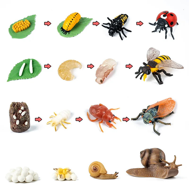 Montessori Simulation Life Cycle Board Animal Plant Life Growth Cycle Model Biology Science Teaching Aids Insect Cognitive Toys