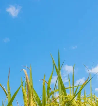 1 الدين راديو السيارة أندرويد لتويوتا كورولا سبرينتر 1993-1997 6.86 "شاشة ستيريو Carplay أندرويد السيارات الوسائط المتعددة رئيس وحدة