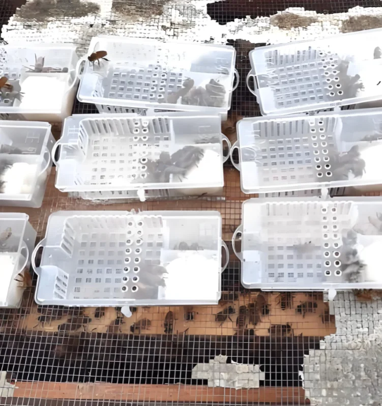 4pcs-100pcs-queen-bee-insectary-large-shipping-cage-introduction-carrier-travelling-transparent-box-apiculture-tools-supplies