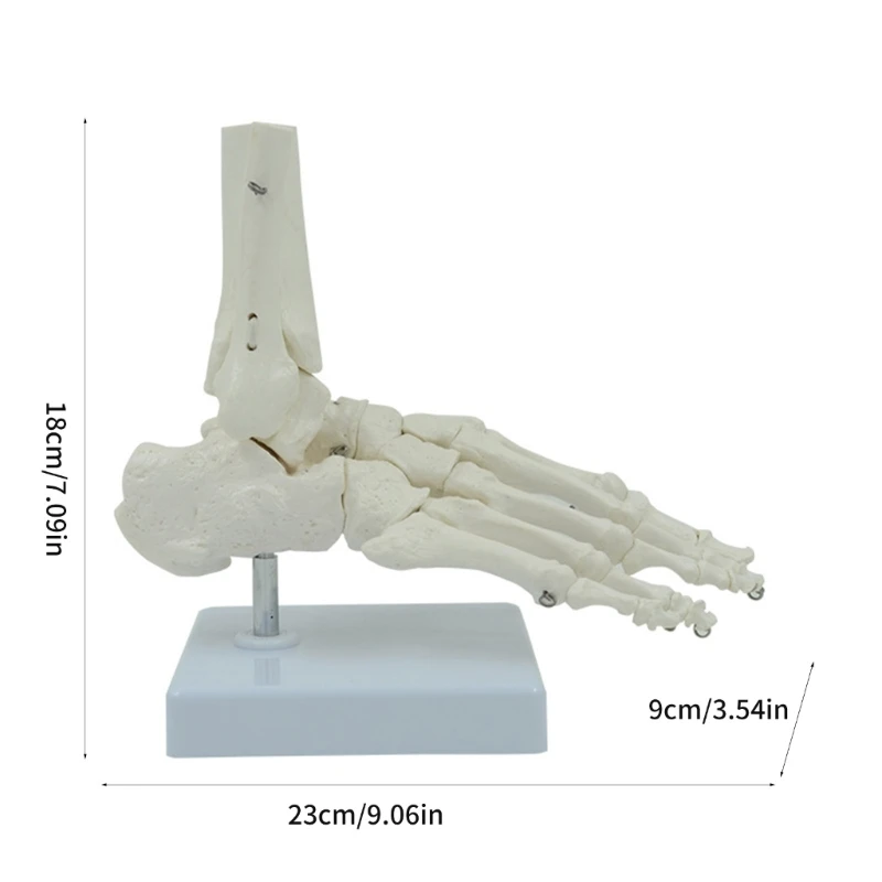 Mô hình bộ xương bàn chân PVC dùng cho giảng dạy và nghiên cứu lâm sàng