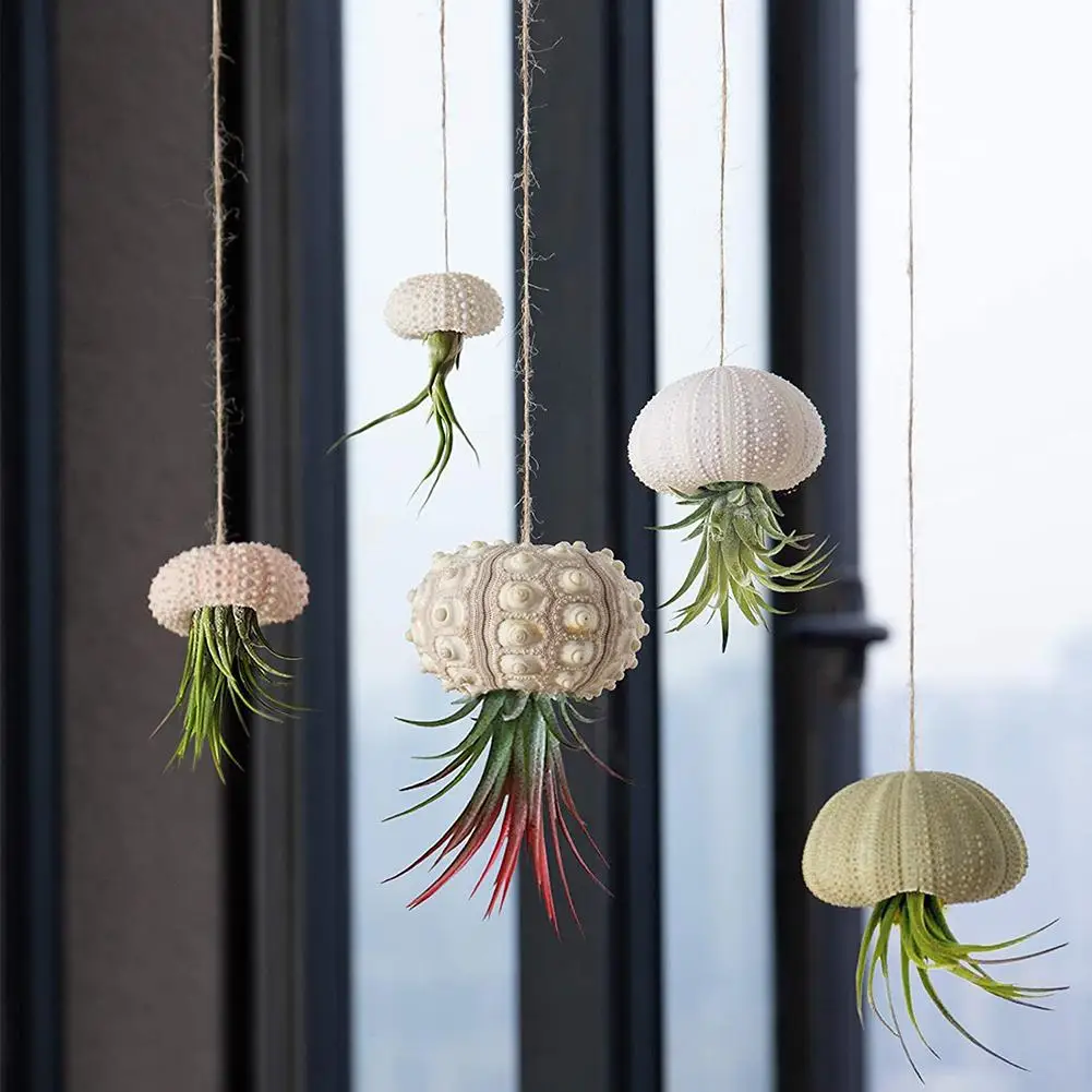 Marine Seashells Co…