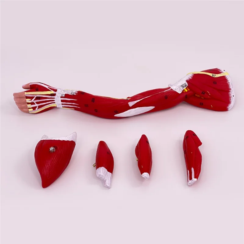 

A25F-Blood Vessels And Nerves Limb Arm Muscle Anatomy Upper Limbs Lower Limbs Leg Muscles B
