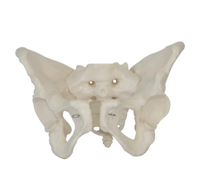 

Anatomy Adult Life Size Female Pelvis Model