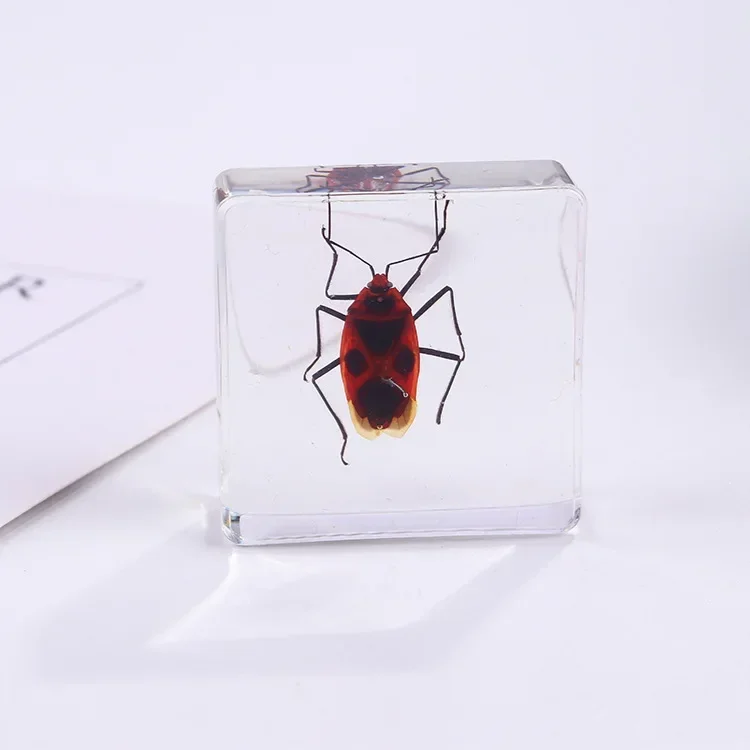 Vierkant insectenspecimen van hars, extra cognitieve leermiddelen, dierenspecimen, kunstmatig amber handwerkornament