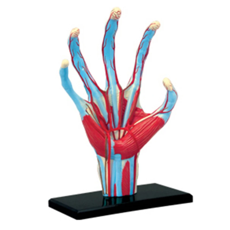 

4d Master Human Hand Puzzle Assembling Toy Body Organ Anatomical Medical Teaching Model