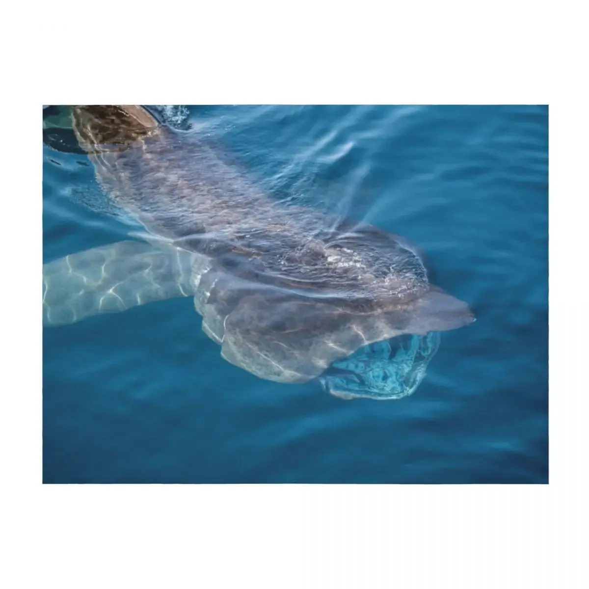 

Basking Shark, West Cork, Ireland Throw Blanket valentine gift ideas Travel blankets ands Blankets For Bed Blankets