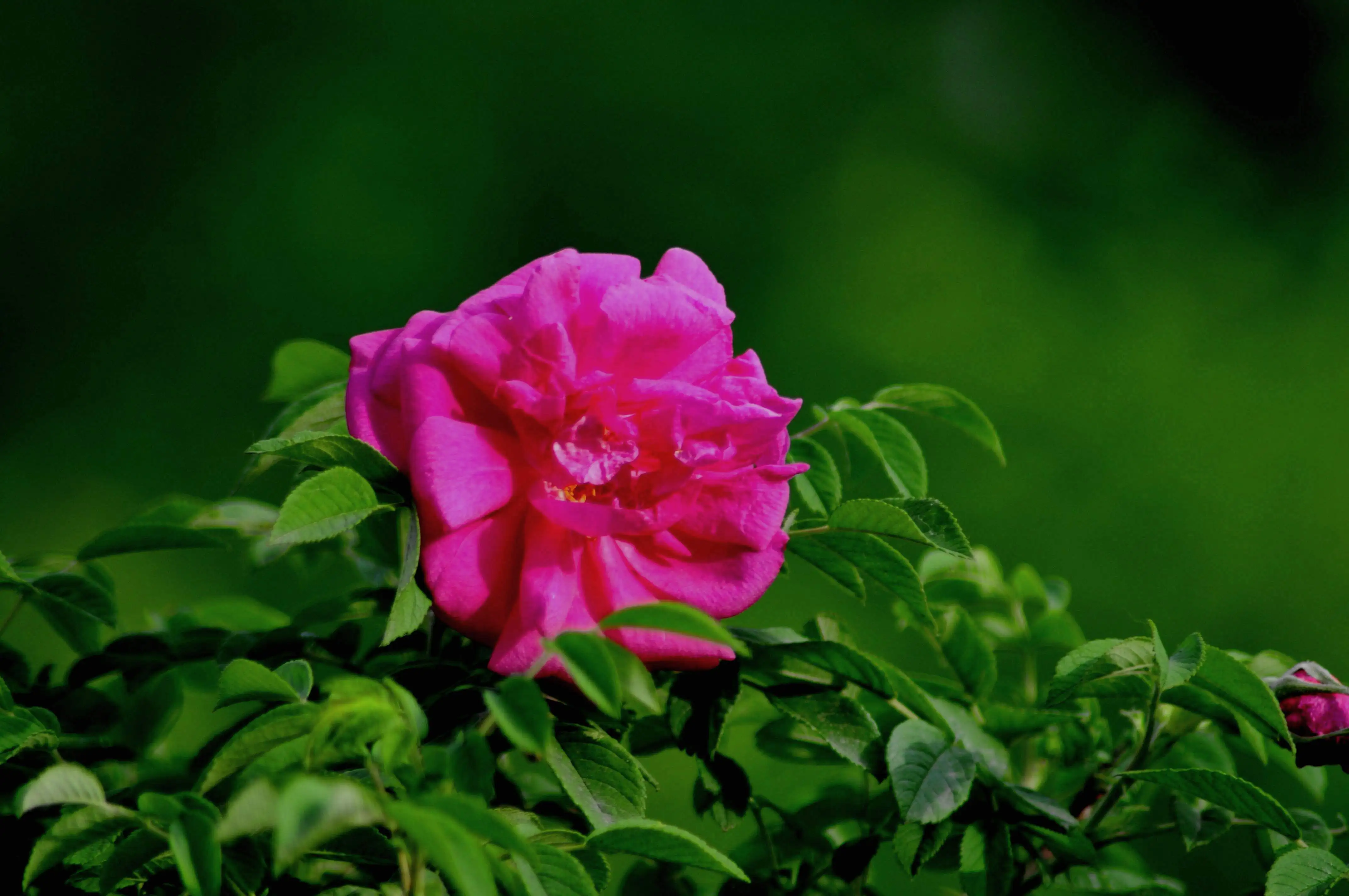 

Комплект из 4 шт. 100-мм шин для радиоуправляемых раллийных внедорожных багги 1/7 1/8 с креплением 17 мм Hex для моделей ARRMA, Trxs, Redcat, Team Losi, Kyosho, HPI, WR8, HSP