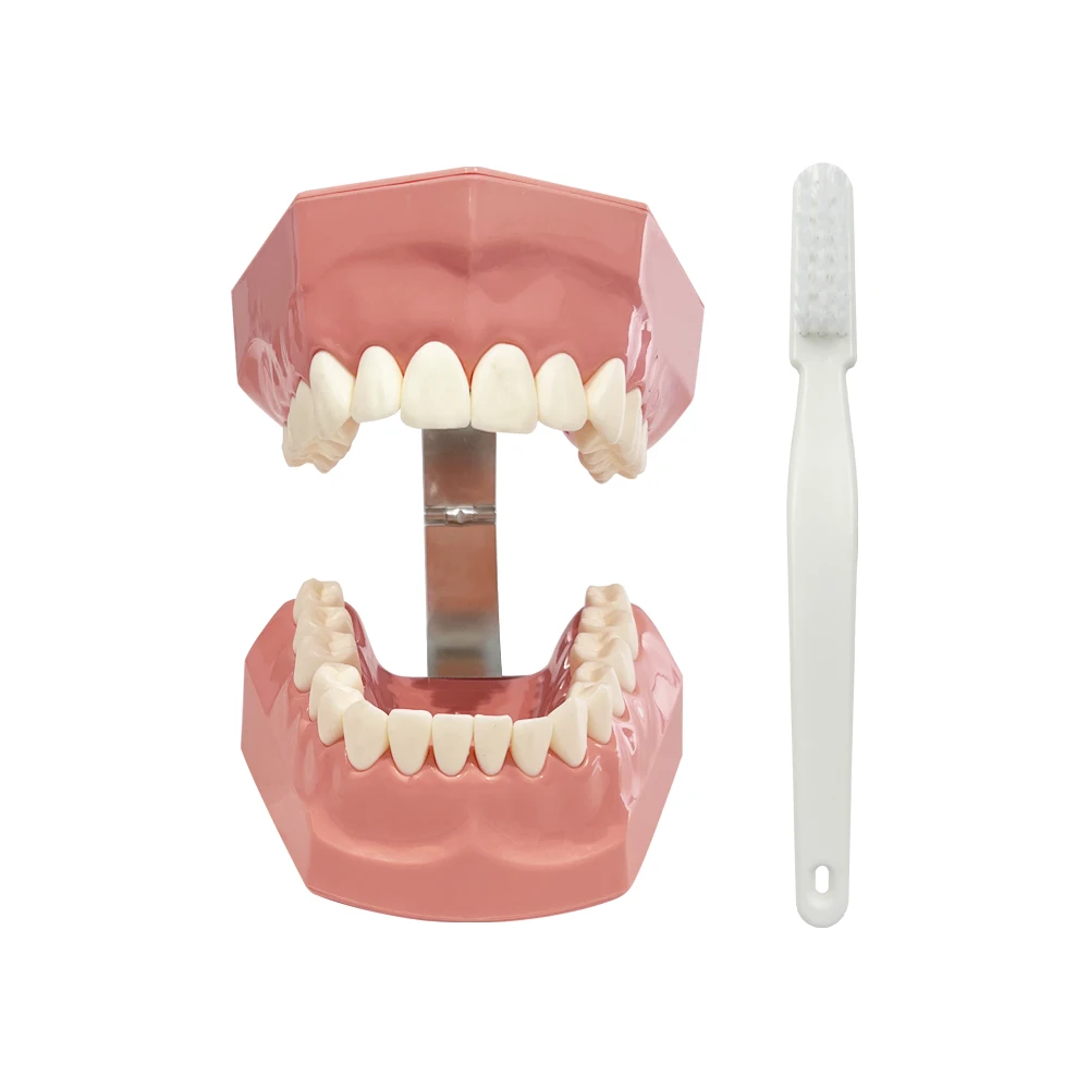 Dental Brushing Standard Teaching Models Demonstration Studying Model With Toothbrush Dentistry Typoodnt Learning Teeth Model