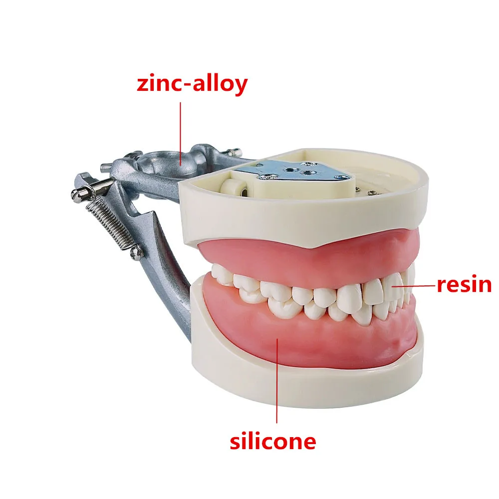 Dental Typodont Model With Removable Teeth 32 Teeth Model For Dental Technician Practice Training Studying Teaching   Jaw Models