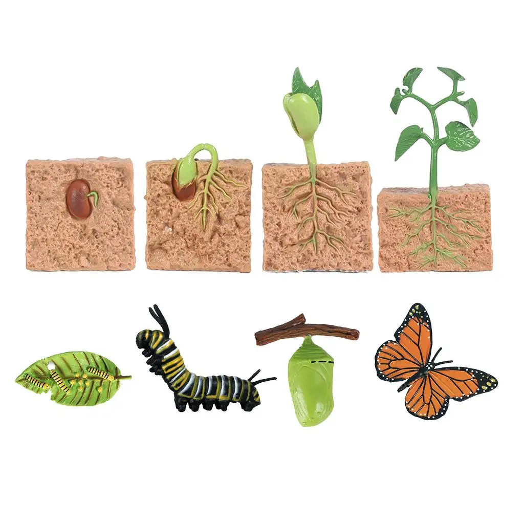 Realistic Butterfly & Soybeans Seed Growth Child Education Learning Toy