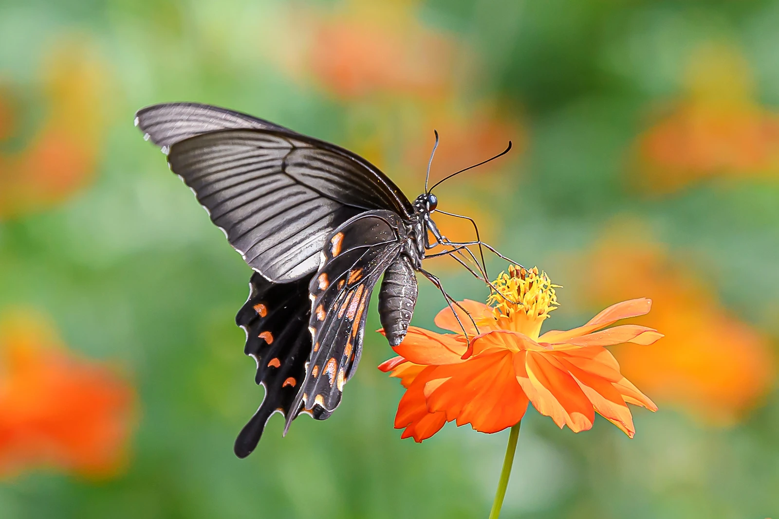 

Универсальные багажники на крышу с LED-подсветкой для радиоуправляемых краулеров 1/14, 1/12, 1/10 (SCX10, CC01, MN, D90, D91, D99, MN90, MN99S)