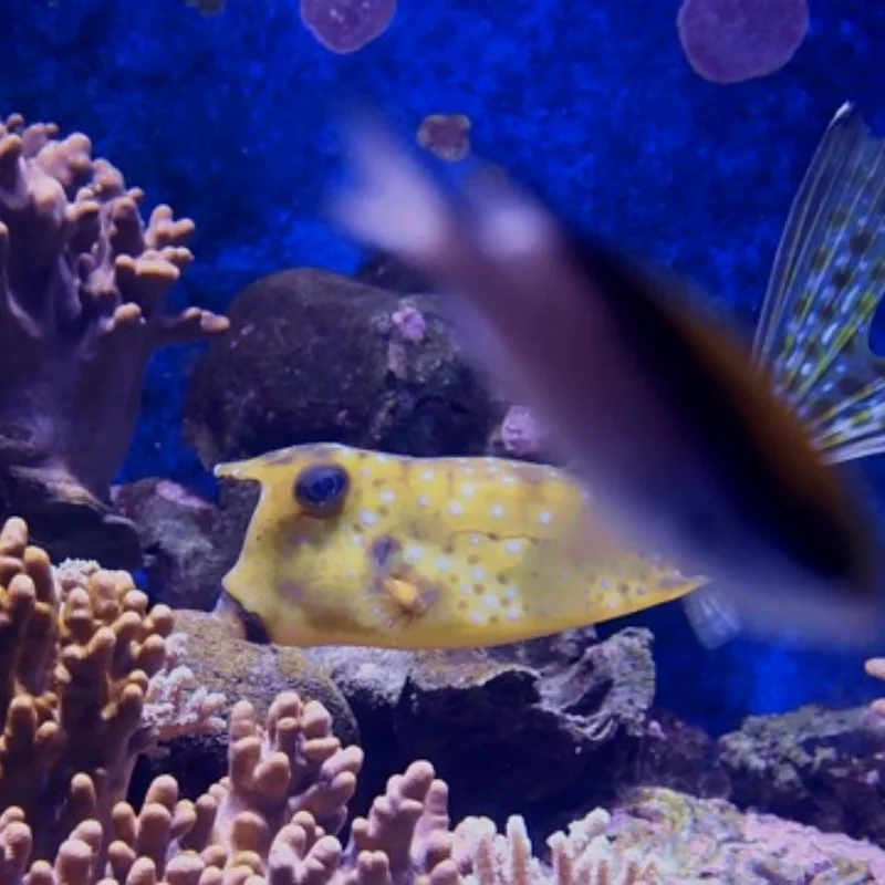 4개 118mm 1/10 쇼트 코스 트럭 타이어 (12mm, 14mm, 17mm 휠 헥스 포함) 트럭스 슬래시 ARRMA 센톤 HSP HPI RC 자동차용