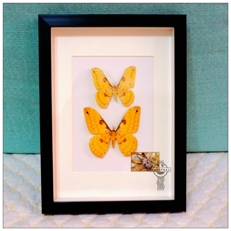 

Real Insect Specimen, Butterfly DIY Artwork, Picture Frame, Home Decoration, Ornaments, Hobbies, Collections Home Accessories