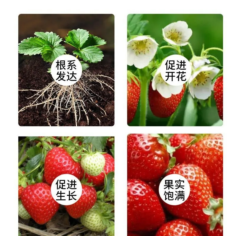 Strawberry Specific Fertilizer to promote flowering fruiting rooting potted plant Organic Balanced Compound Calcium Fertilize