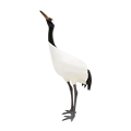 Red-crowned crane