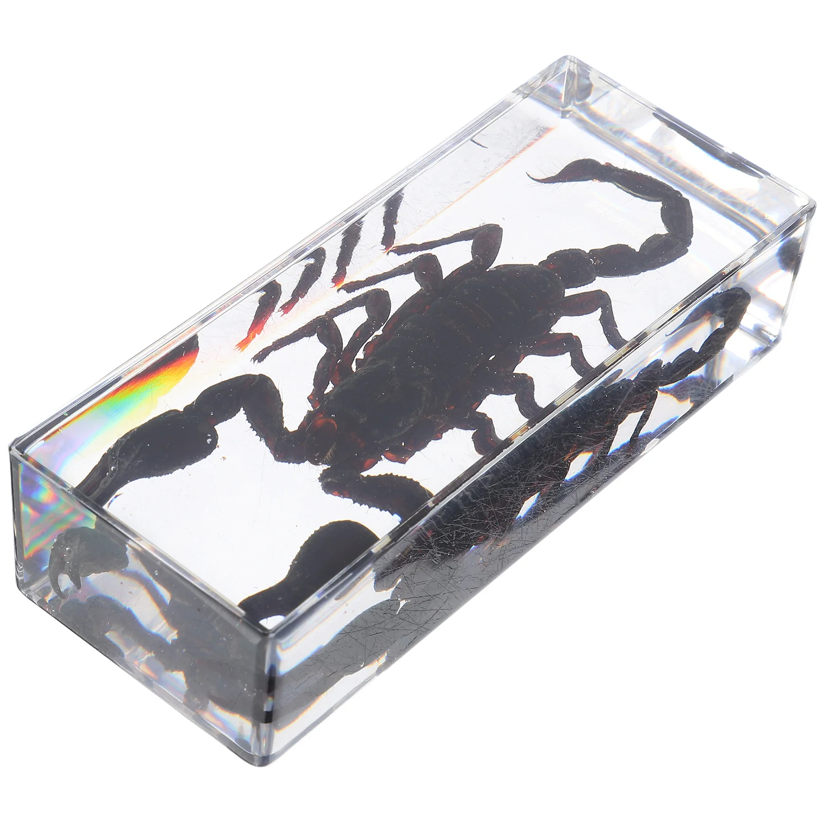 

Scorpion Insect Specimens Preserved Resin Paperweight Scientific Resin Specimens Science Education Scientific Bug Collection