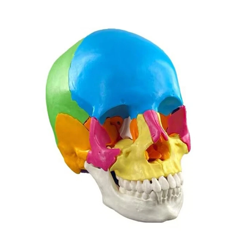 แบบจำลองกะโหลกศีรษะมนุษย์สีแบบแยกส่วนทางกายวิภาค สำหรับ Dropship ทางการแพทย์เกี่ยวกับหัวใจและหลอดเลือด